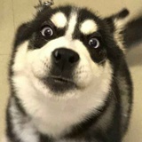 阿锋