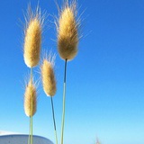 敏敏