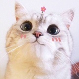 四色菊