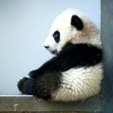 梓丞