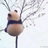 酒茨呀
