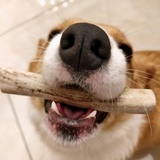 汐