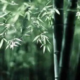 幸福老鱼