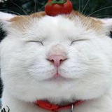 悲客