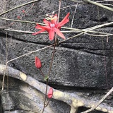 树