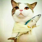 骑着仓鼠去逮猫