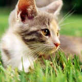 Alice