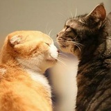 橘猫肥肥