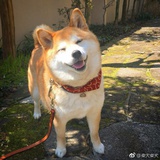 树静风止