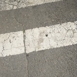 葡萄婵凝