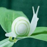 守拙
