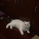啵啵是只猫