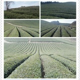 小玉师兄聊茶