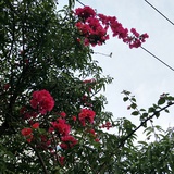 工藤新一