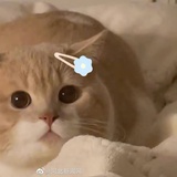 坚定的橘