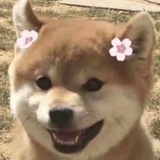 边城小浪子