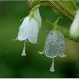 sosozhuzhu