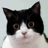 胖虎