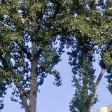 阿潘