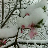 雪儿