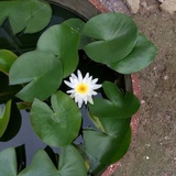 水晶便便