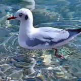 su