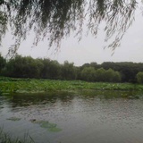 不会游泳的鱼