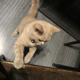 zzangzzang