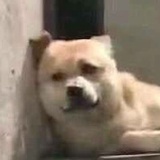 芒果