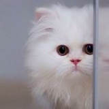 你在喵什么
