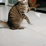 nbjj的腿毛