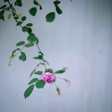 绿儿