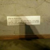萨比鸟