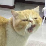 李志的粉丝
