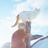 喵溪喵