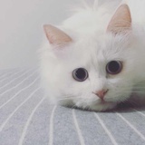 张