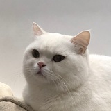 yaki