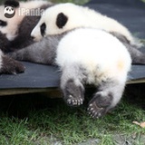 刘刘刘丽
