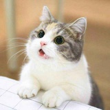 窝成都的喵酱🐱