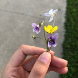 欢仔头不大