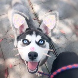 小Happy 的🐶爸爸