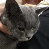 鹿叹