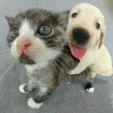 人中吕布马中赤