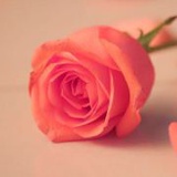 泪珠无殇