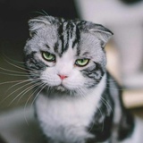 木人
