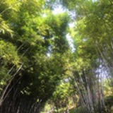 都柏林