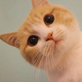 猪仔包咯
