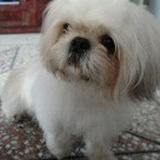 amit