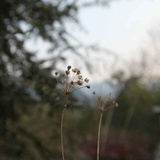 张萌