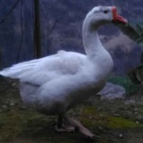 St.